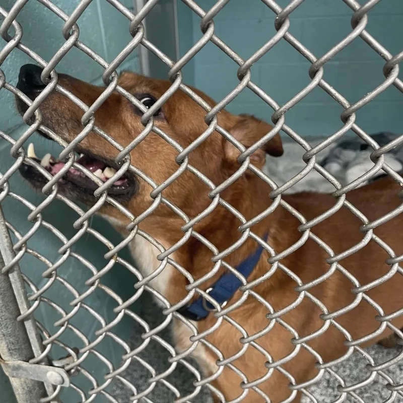 An adult medium-sized male Red / Chestnut / Orange Cattle Dog dog named Reptar for adoption in Port Charlotte, FL