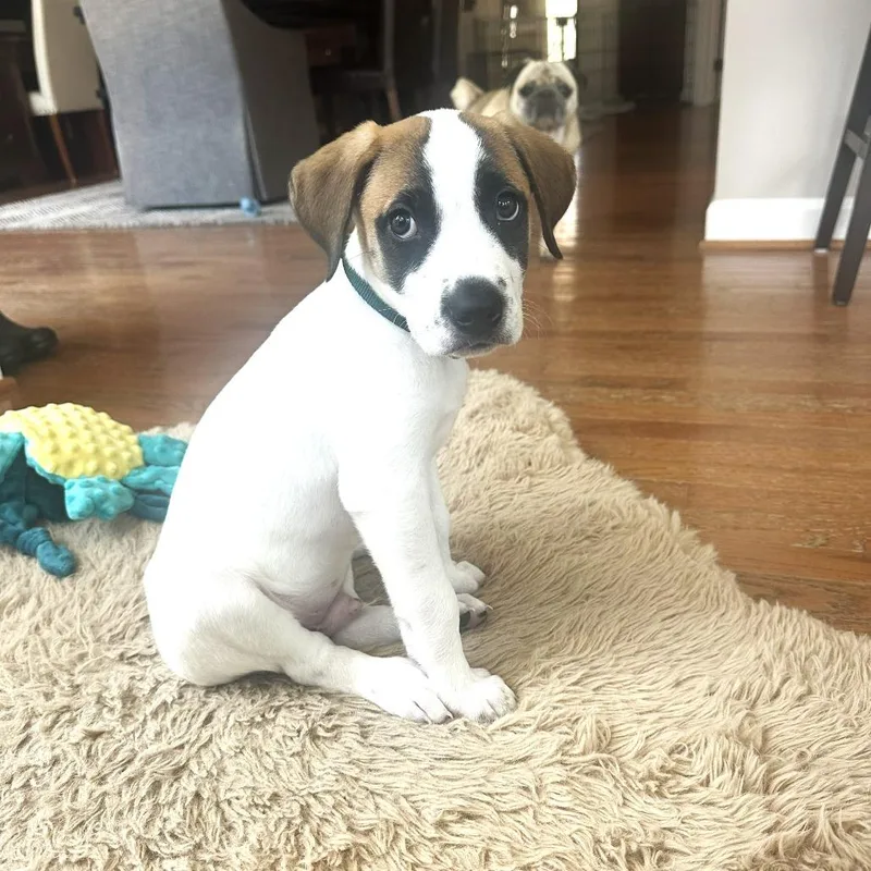 A baby medium-sized male White / Cream Hound dog named Biggie for adoption in Chantilly, VA