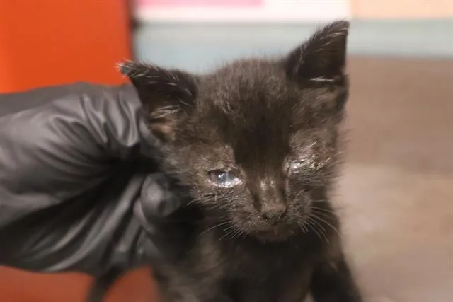 A baby small-sized female Domestic Short Hair cat named Nora for adoption in Columbia, SC