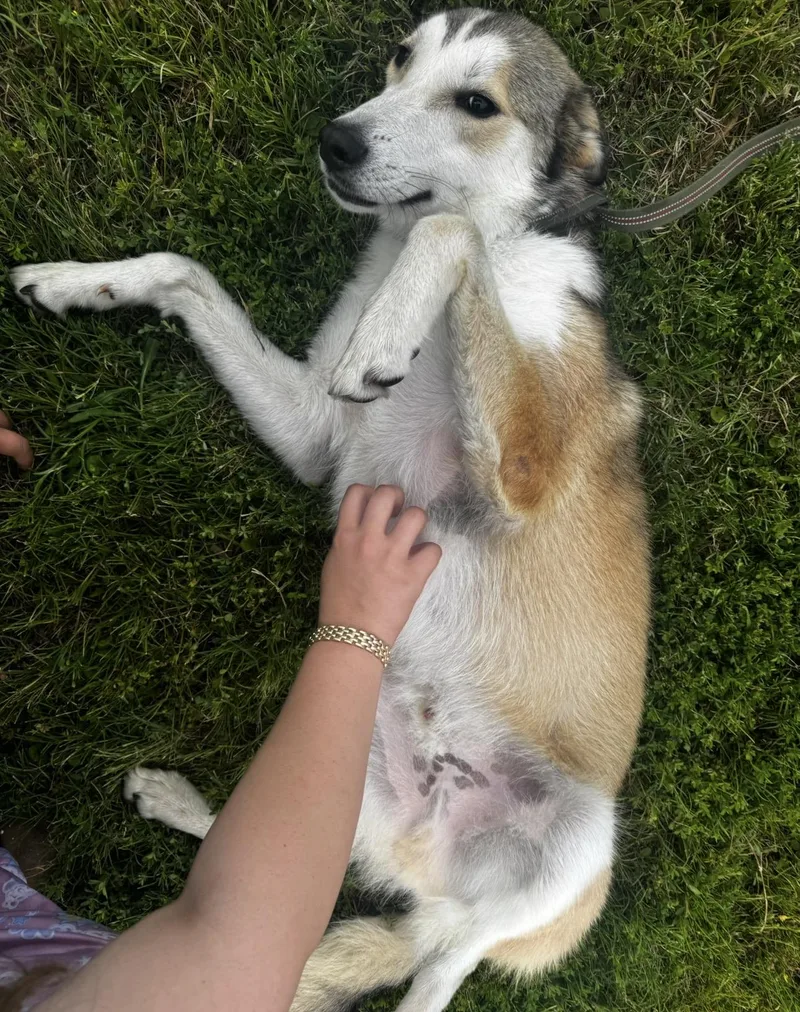 A young large-sized male Tricolor (Brown, Black, & White) German Shepherd Dog dog named Flynn for adoption in Merit, TX