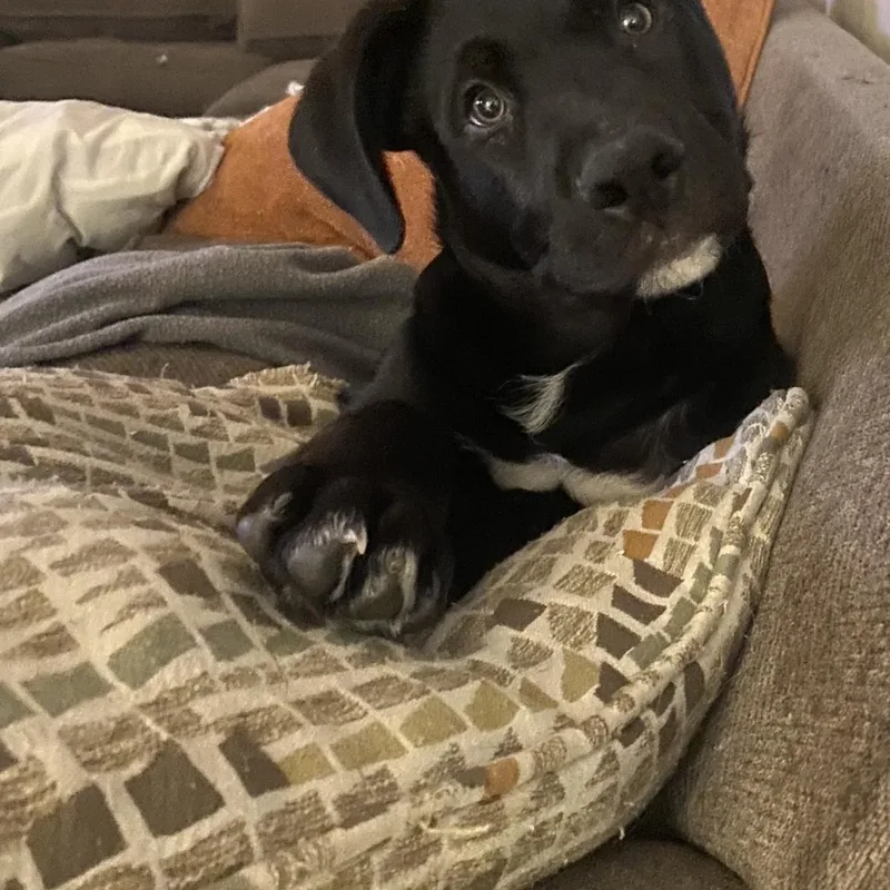 Bubba Booey thumbnail 2