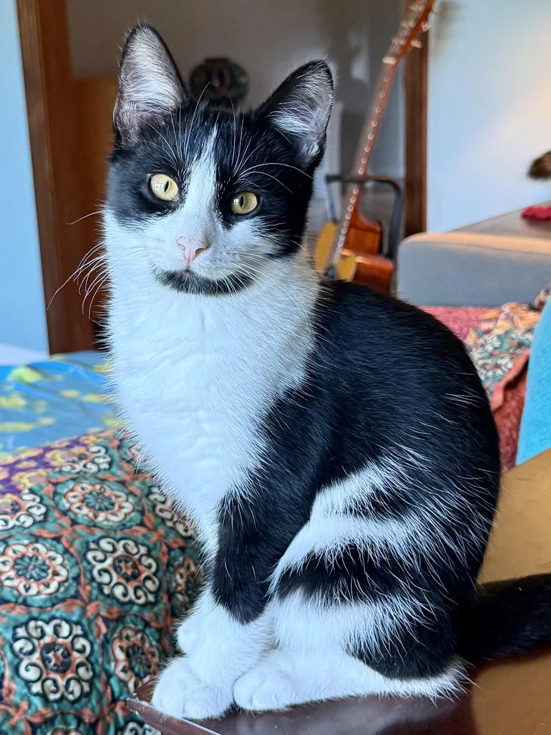 A baby medium-sized male Black & White / Tuxedo Domestic Short Hair cat named Darryl for adoption in Salem, OH