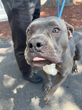 An adult large-sized male Mixed Breed dog named Luke for adoption in West Chester, PA