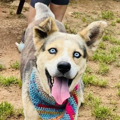 An adult medium-sized female Yellow / Tan / Blond / Fawn Husky dog named Nala for adoption in Alexandria, VA
