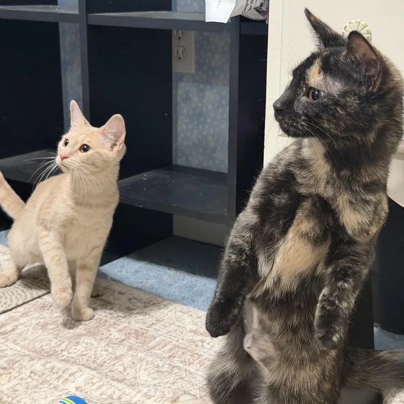 Ziti & Orzo thumbnail 2