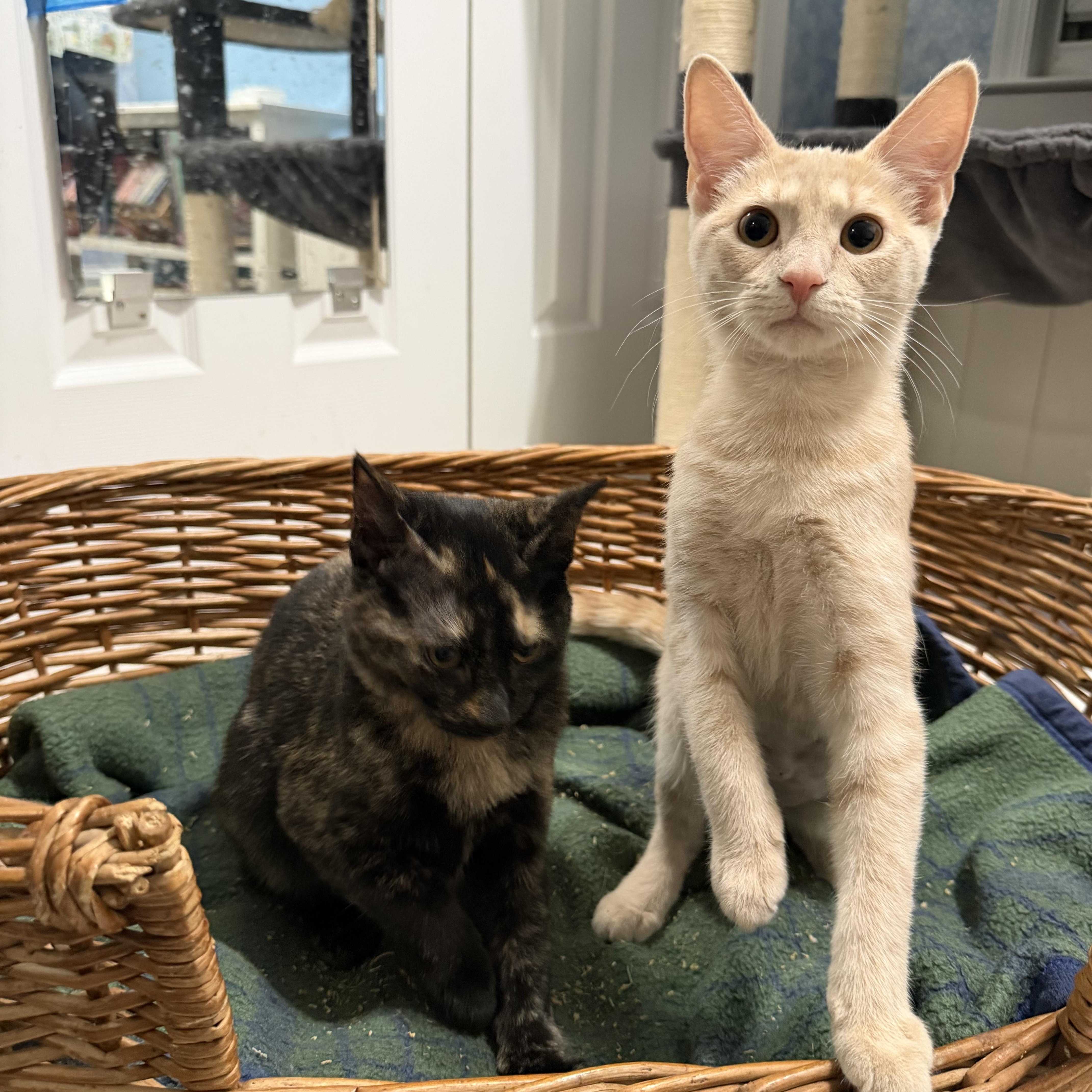 Ziti & Orzo thumbnail 3