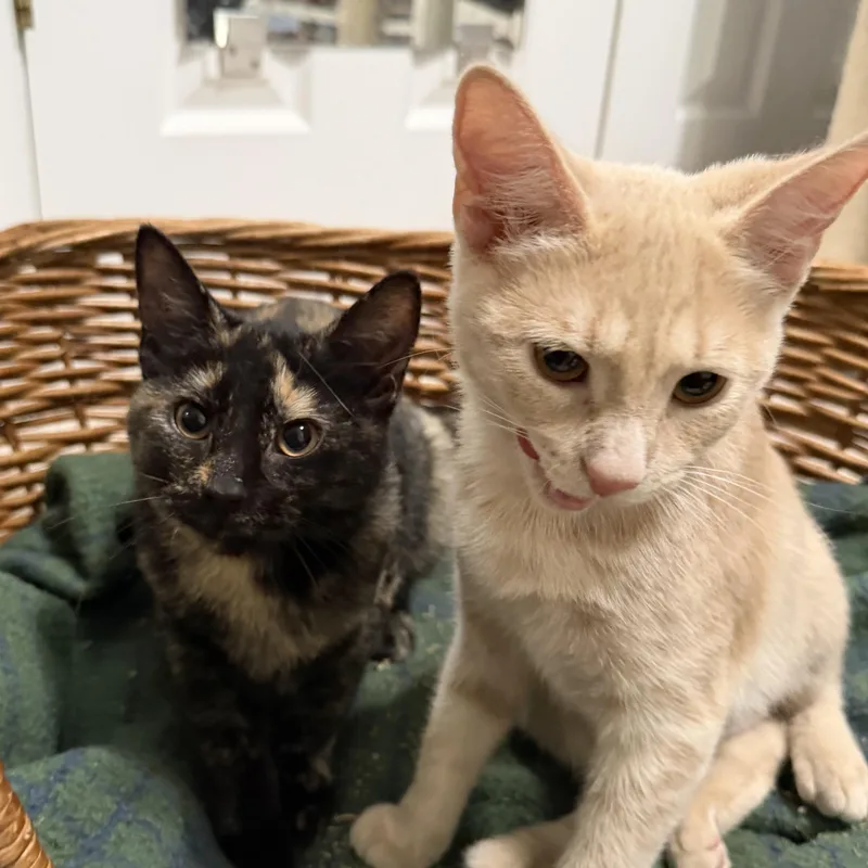 A young medium-sized female Tortoiseshell American Shorthair cat named Ziti & Orzo for adoption in Frederick, MD