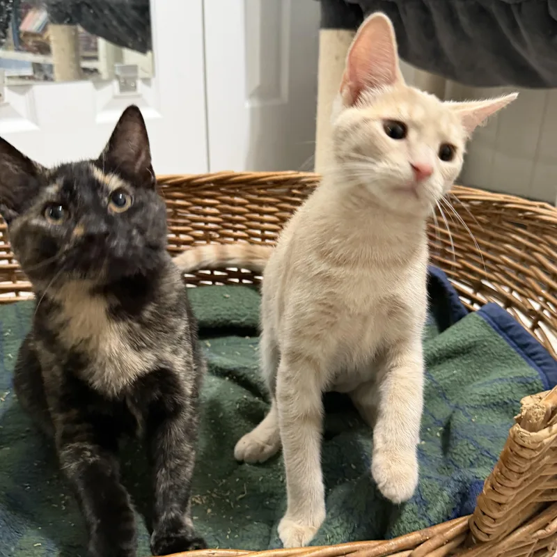 Ziti & Orzo thumbnail 4