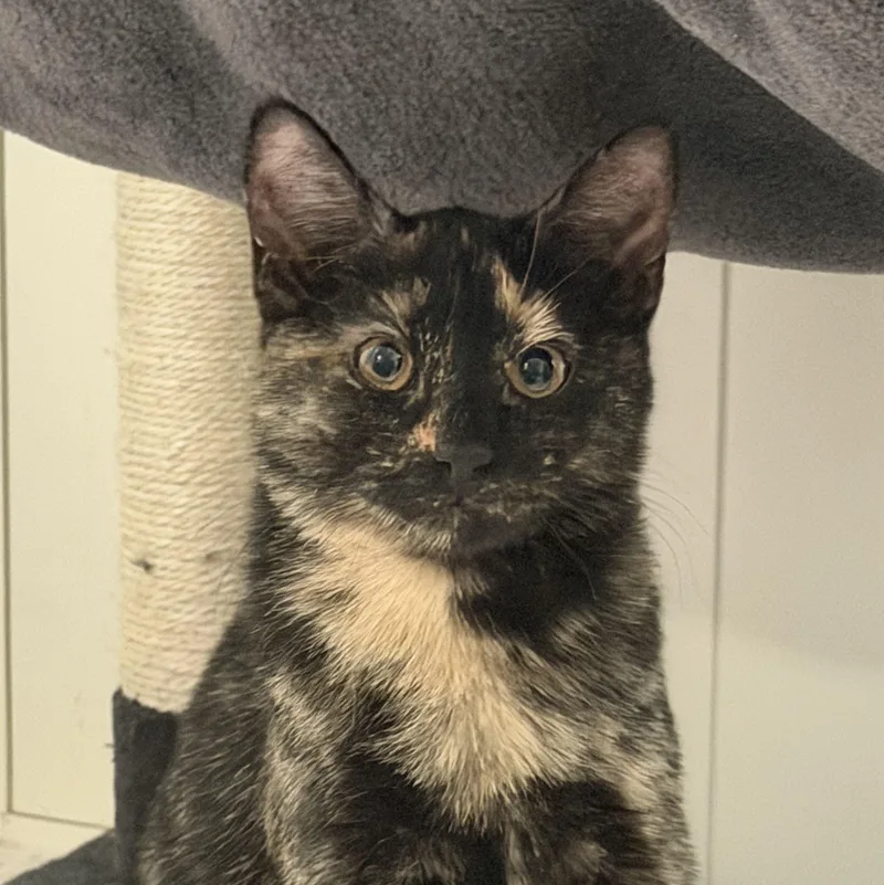 Ziti & Orzo thumbnail 5