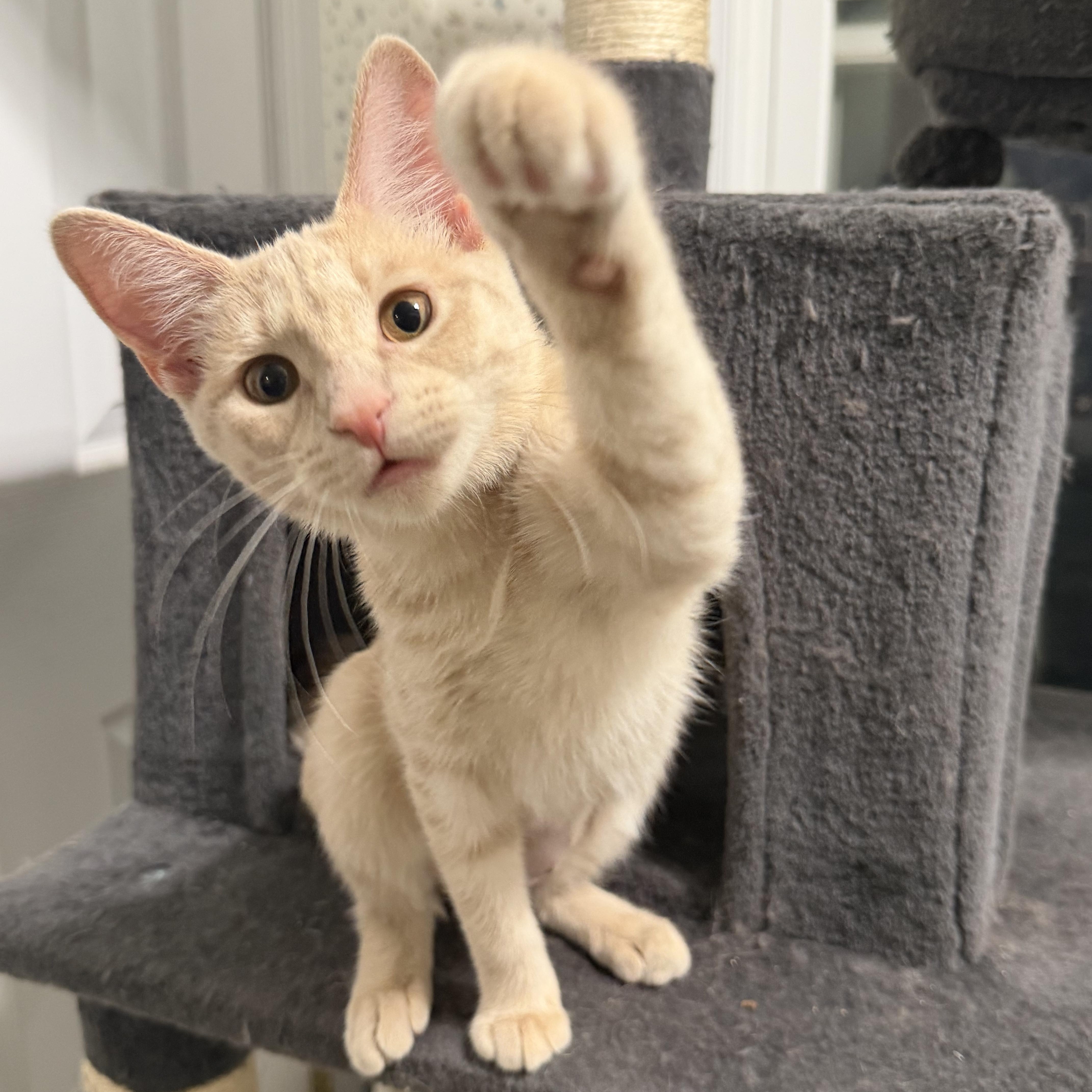 Ziti & Orzo thumbnail 6