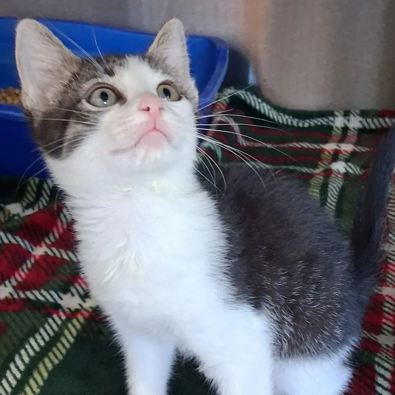 A young small-sized female Tabby (Orange / Red) Domestic Short Hair cat named Ghost for adoption in Kingman, AZ