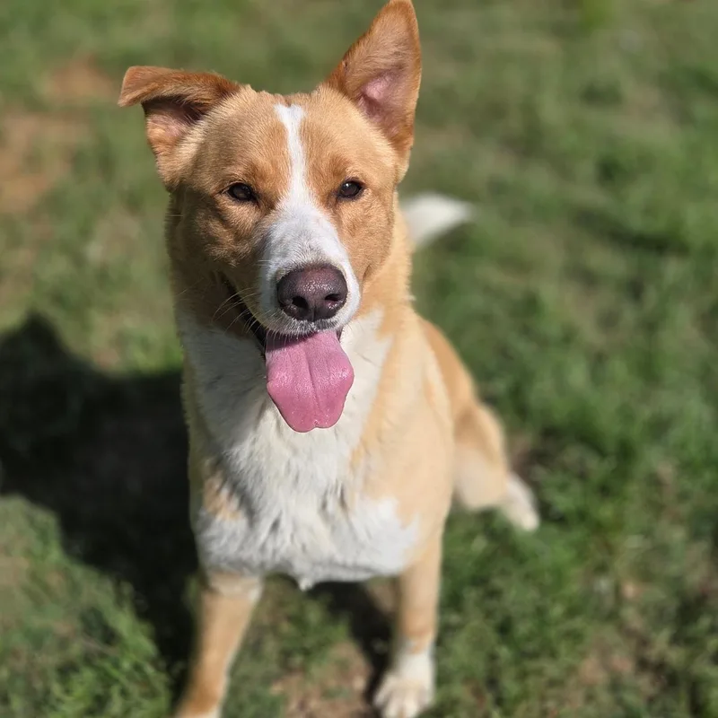 A young medium-sized male Shiba Inu dog named Kumo for adoption in Madison, MS