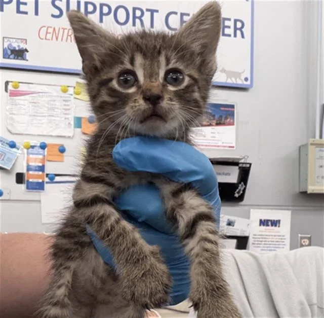 A baby medium-sized male Domestic Short Hair cat named Munich for adoption in Dallas, TX