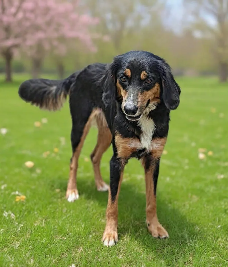 An adult medium-sized female Border Collie dog named Maizy for adoption in Talladega, AL