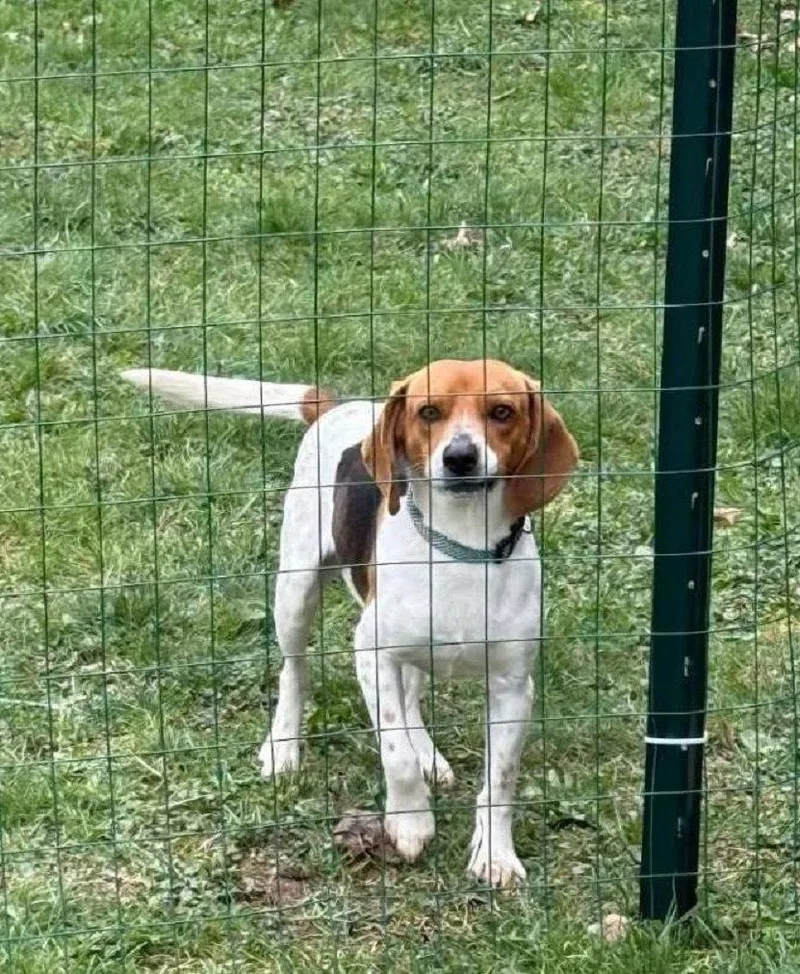 Gusbeagle Boy thumbnail 2