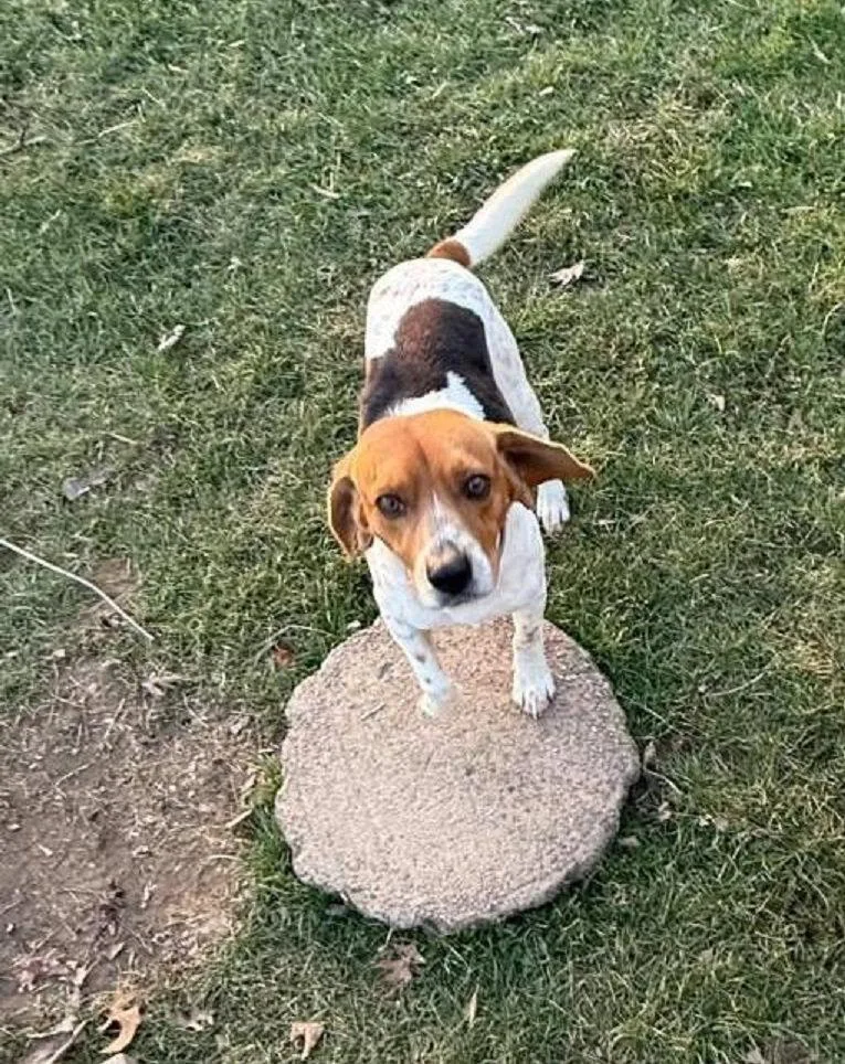 Gusbeagle Boy thumbnail 3