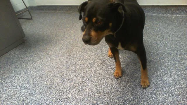 An adult medium-sized female Mixed Breed dog named Robyn for adoption in Charlotte, NC