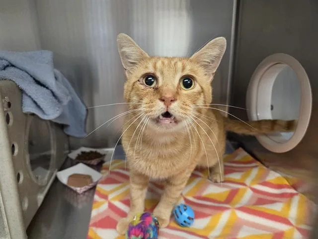 An adult medium-sized male Domestic Short Hair cat named Ramone for adoption in Kent, WA