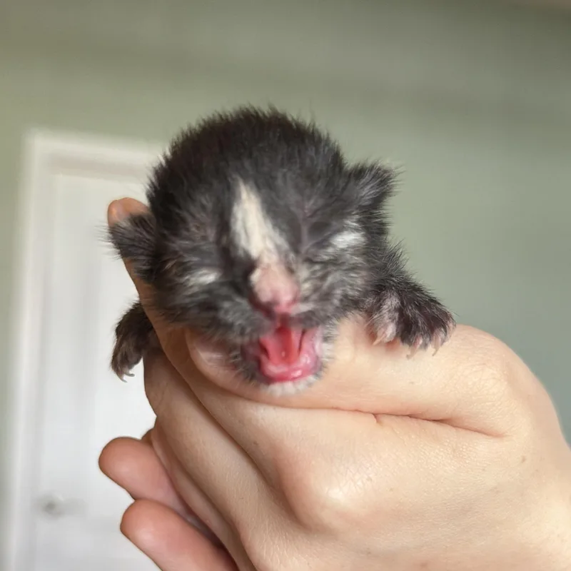 Nutmeg thumbnail 2