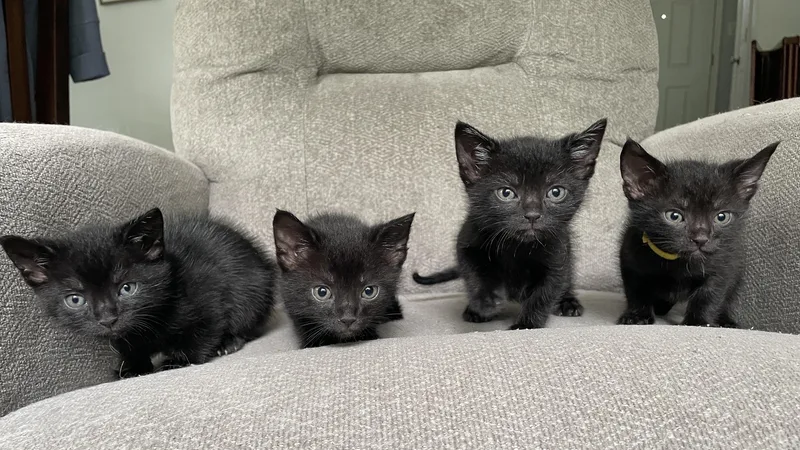A baby medium-sized male Black Domestic Short Hair cat named Ash for adoption in Columbia, MD