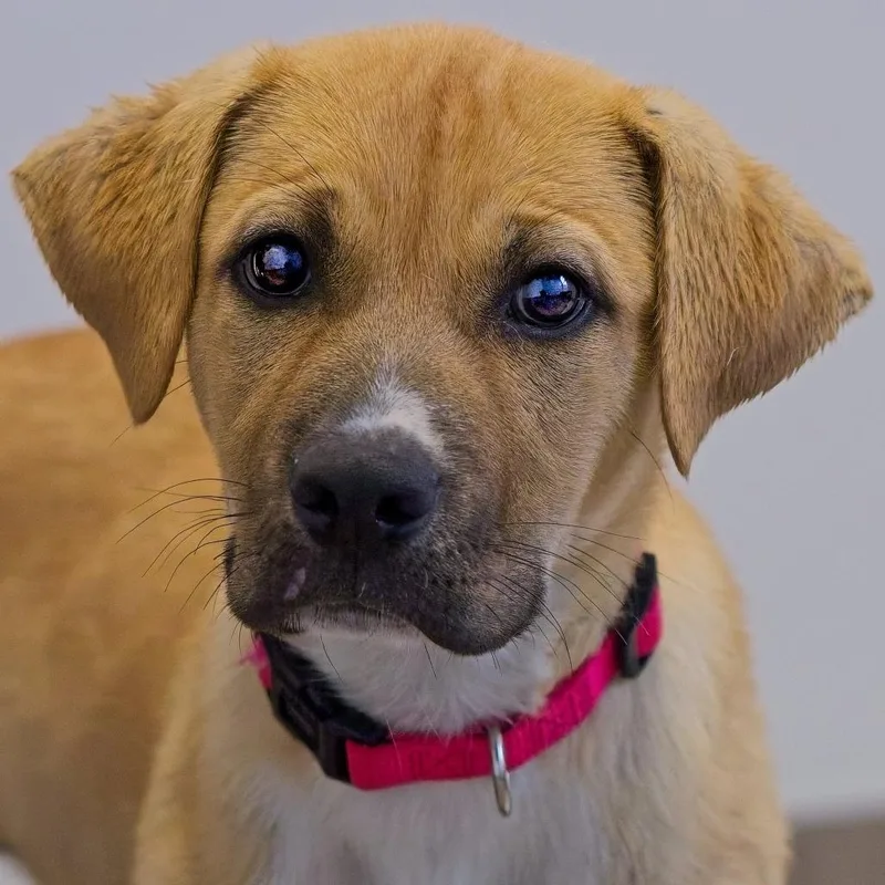 A baby medium-sized female Yellow / Tan / Blond / Fawn Retriever dog named Queen for adoption in South Elgin, IL
