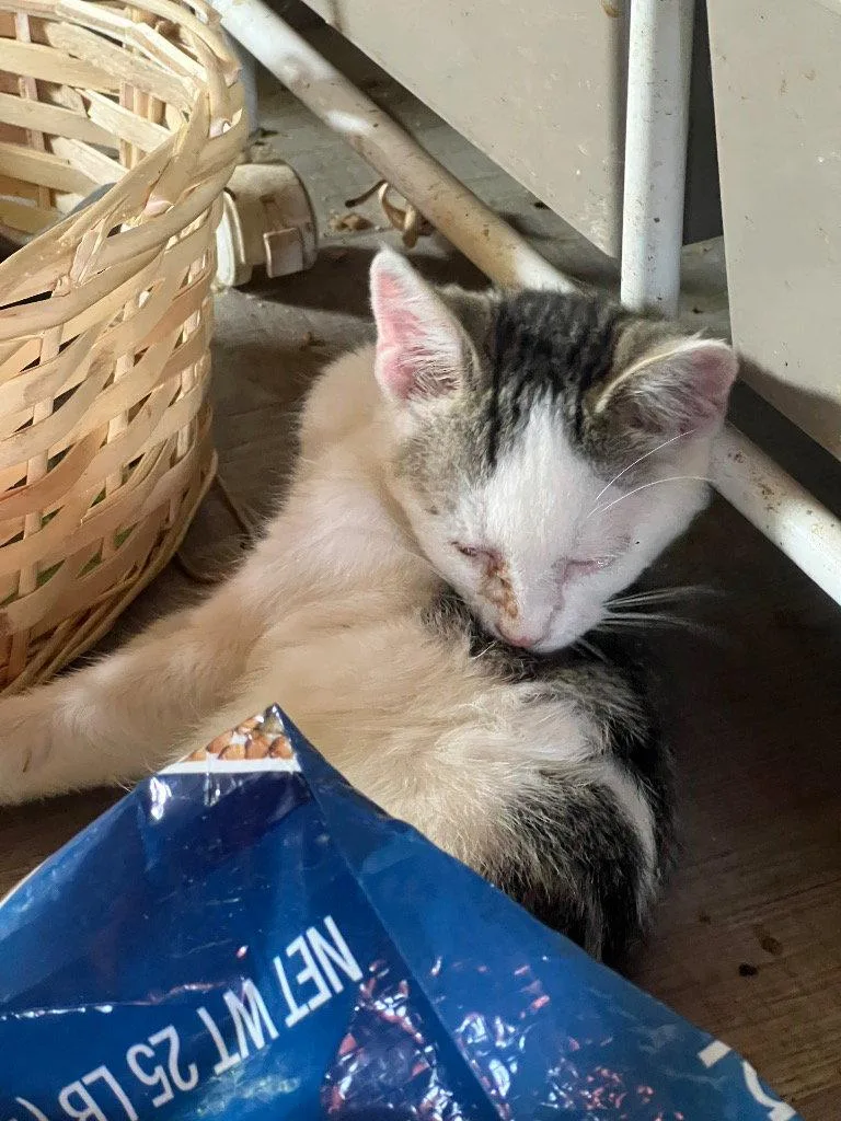 An adult medium-sized male Domestic Short Hair cat named Hey Dude for adoption in Cromwell, KY