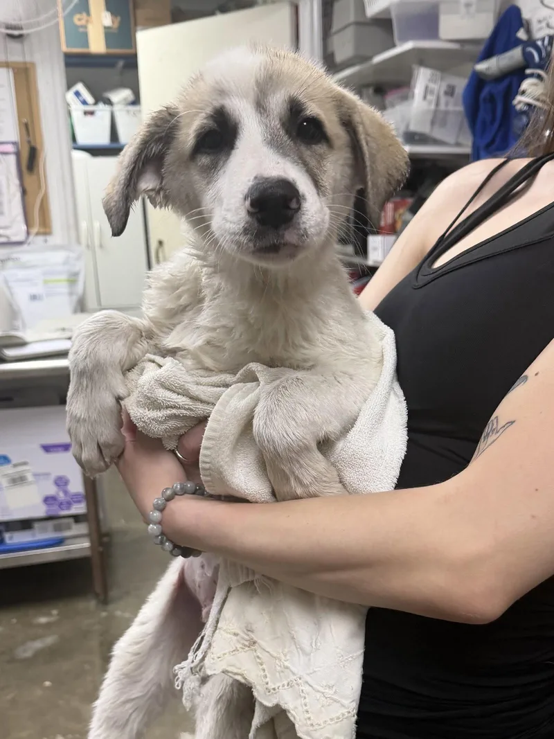 A baby medium-sized male Husky dog named Sasquatch for adoption in Sanford, NC