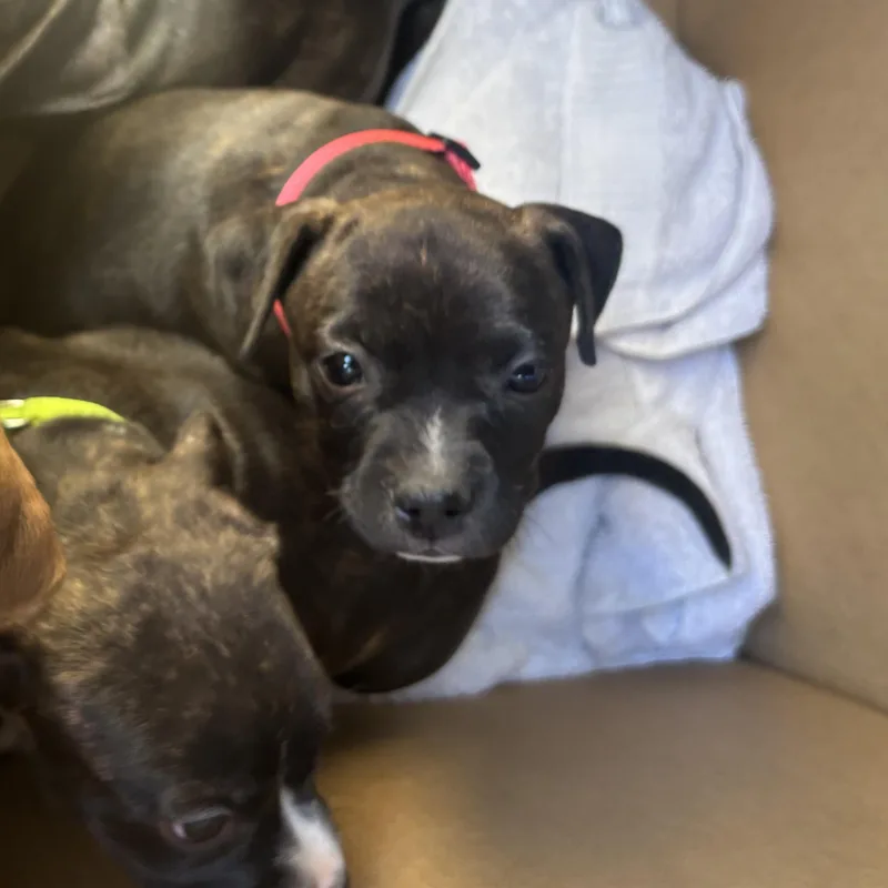 A baby medium-sized female Pit Bull Terrier dog named Priscilla for adoption in Phoenix, AZ