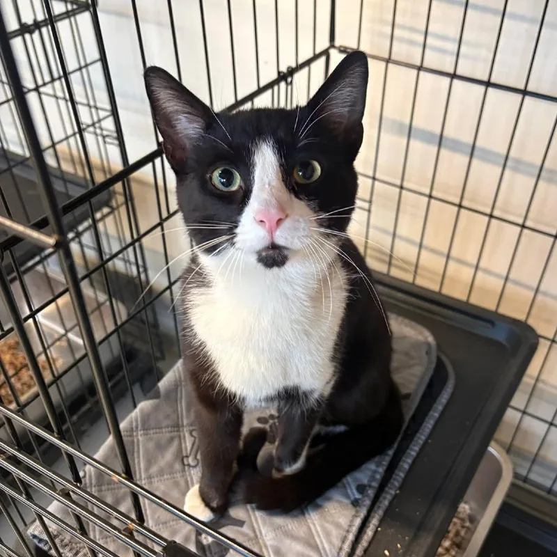 An adult medium-sized male Black Domestic Short Hair cat named Ori for adoption in Huntington, WV