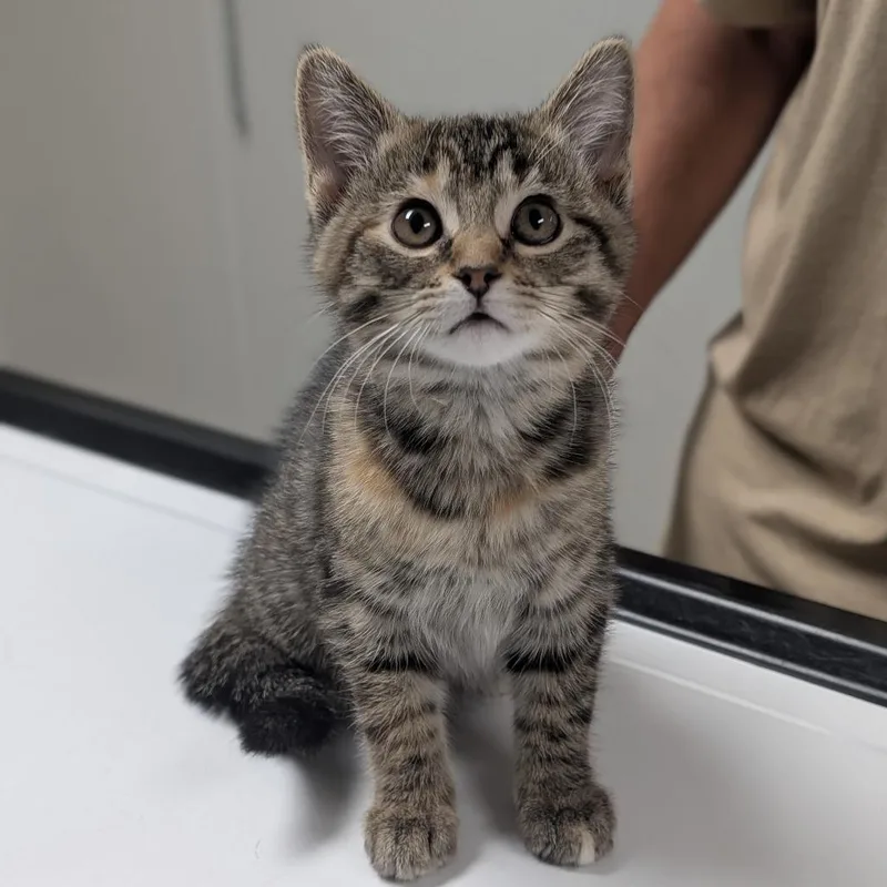 A baby small-sized female Brown / Chocolate Domestic Medium Hair cat named Danika for adoption in Canton, IL