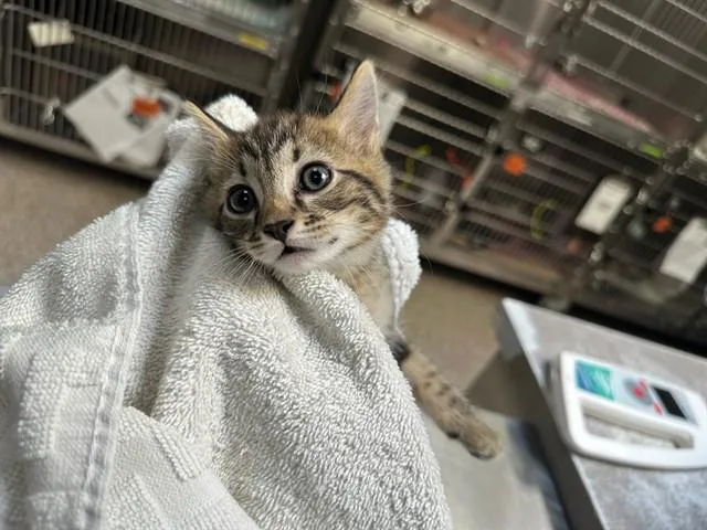 A baby small-sized female Domestic Short Hair cat named Chantelle for adoption in Pueblo, CO