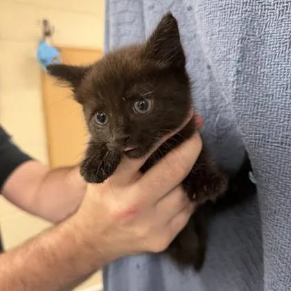 A baby small-sized male Domestic Short Hair cat named Appleton for adoption in Hamilton, NJ