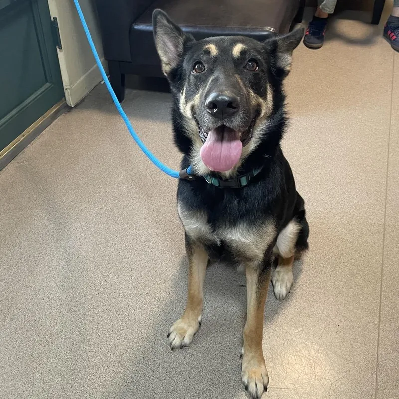 An adult large-sized male Black German Shepherd Dog dog named Lucki for adoption in Pasadena, CA