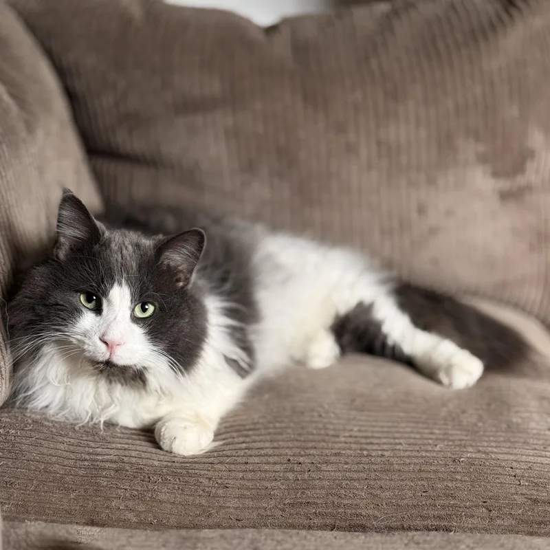 Mr. Fluff Aka Fluffernutter thumbnail 2