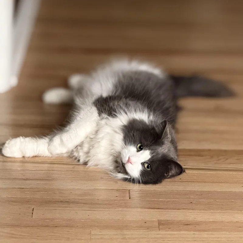 Mr. Fluff Aka Fluffernutter thumbnail 3