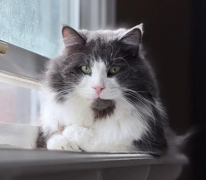 An adult medium-sized male Gray & White Domestic Long Hair cat named Mr. Fluff Aka Fluffernutter for adoption in Philadelphia, PA