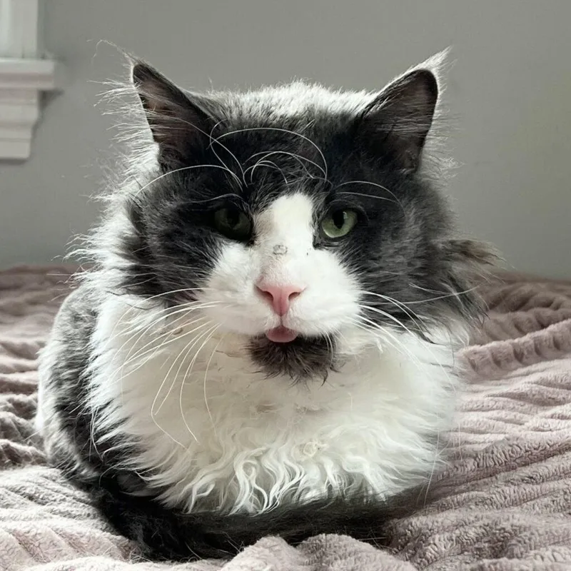 Mr. Fluff Aka Fluffernutter thumbnail 4