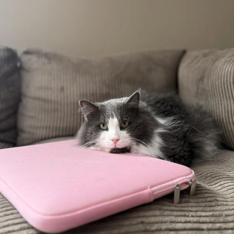 Mr. Fluff Aka Fluffernutter thumbnail 6