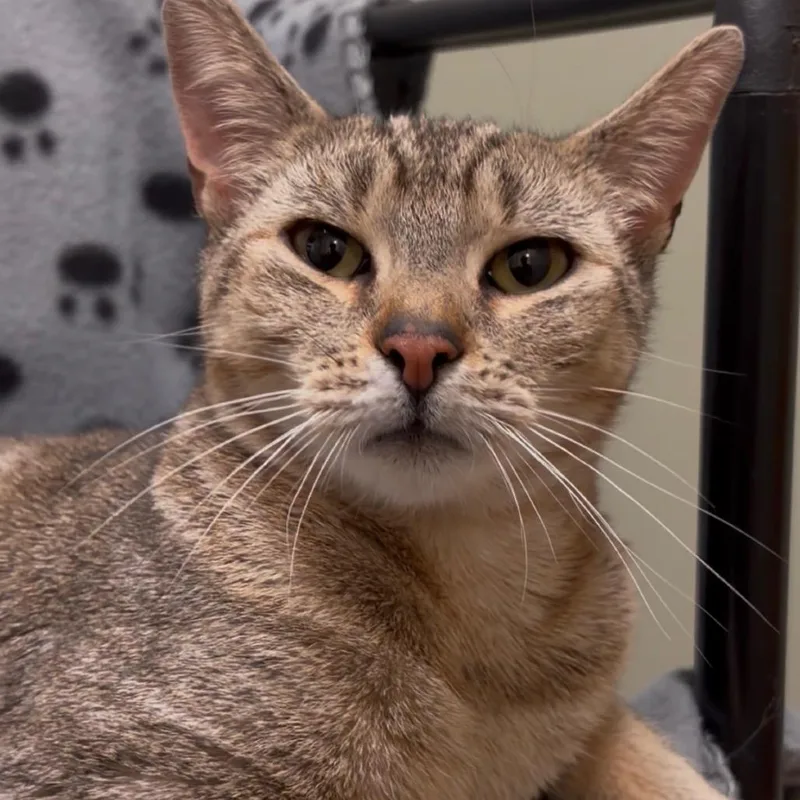 A young medium-sized female Brown / Chocolate Domestic Short Hair cat named Nosey for adoption in Middlebury, VT