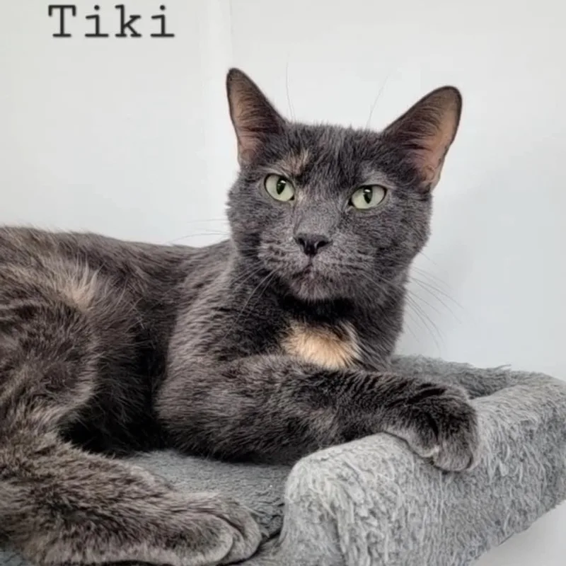 Tiki