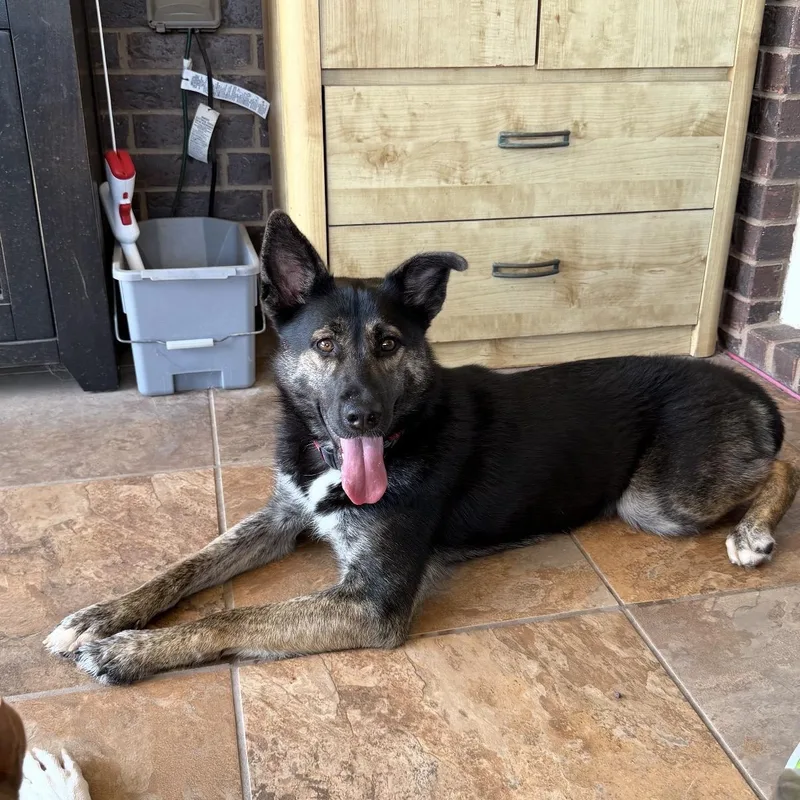 A young medium-sized female German Shepherd Dog dog named Remi for adoption in Georgetown, TX