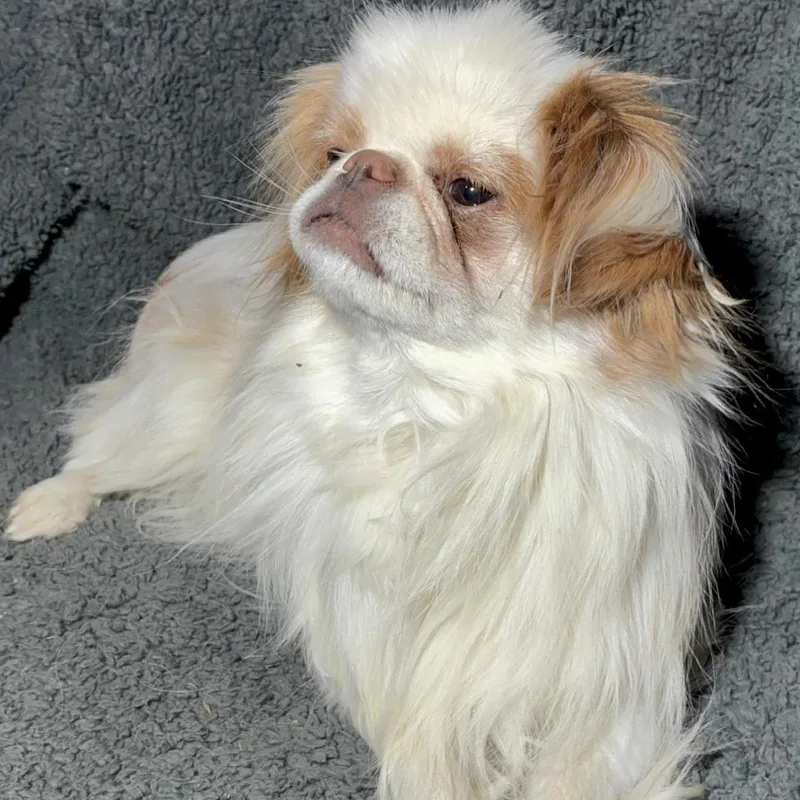 Gizmo