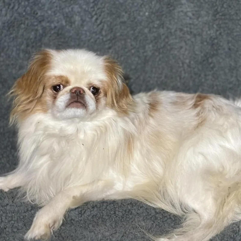 Gizmo thumbnail 2