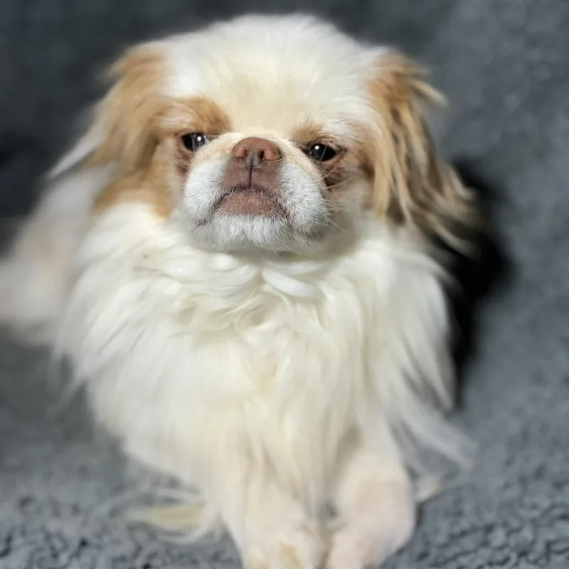 Gizmo thumbnail 3