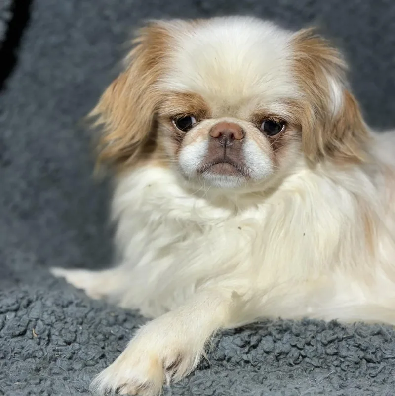 Gizmo thumbnail 4