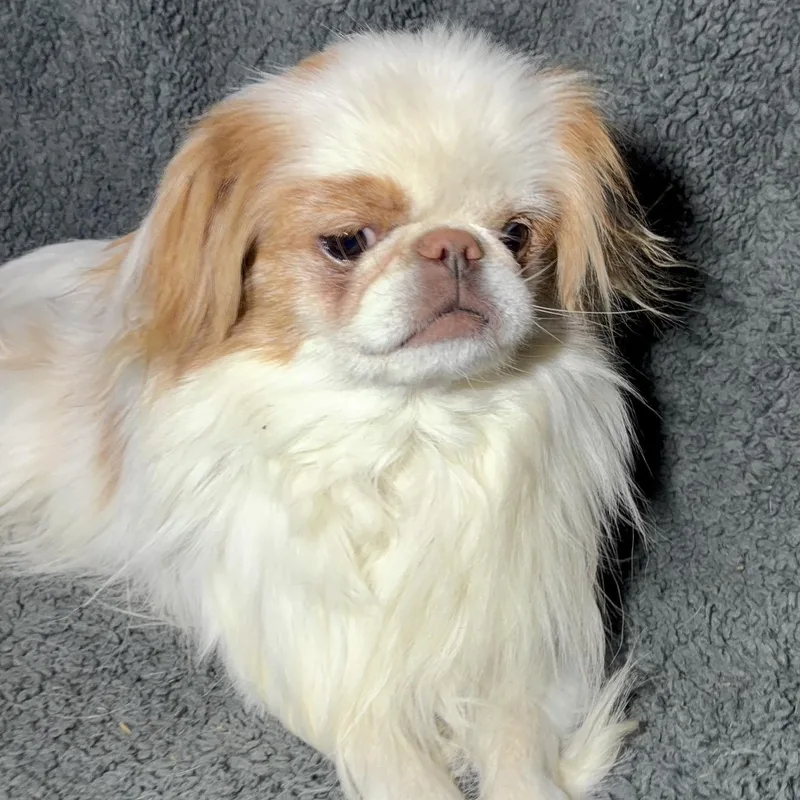 Gizmo thumbnail 5