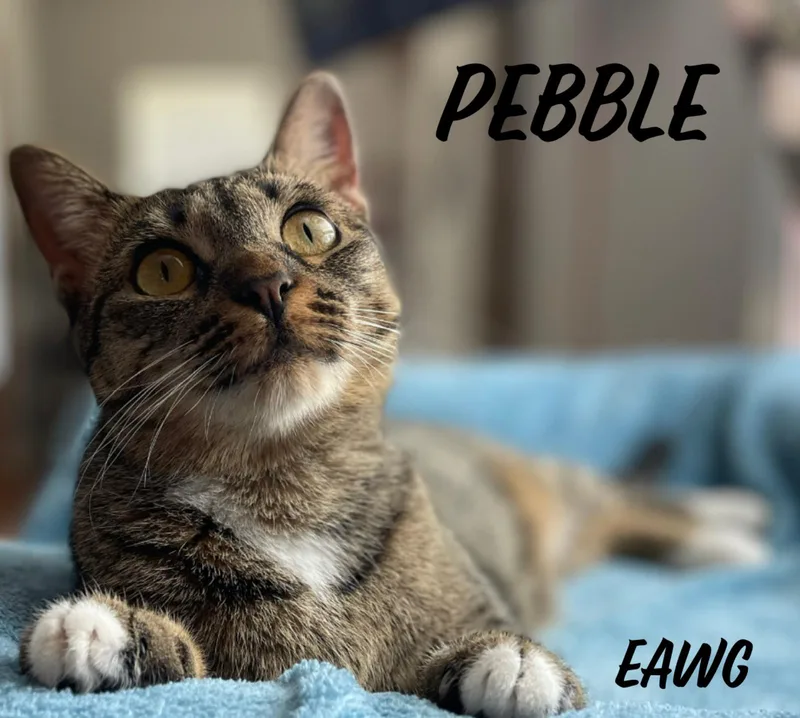 Pebble