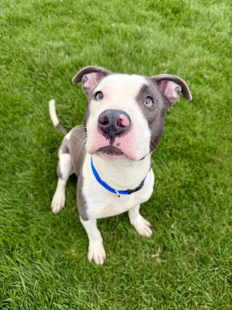 A young medium-sized male American Bully dog named Eggo for adoption in Muskego, WI