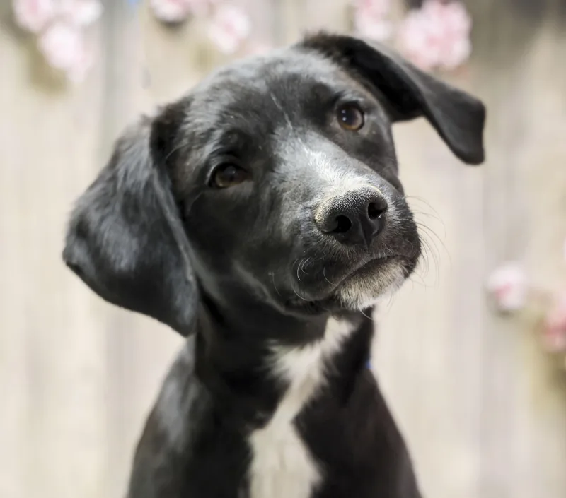 A young medium-sized male Black Black Labrador Retriever dog named Cecil for adoption in Casa Grande, AZ
