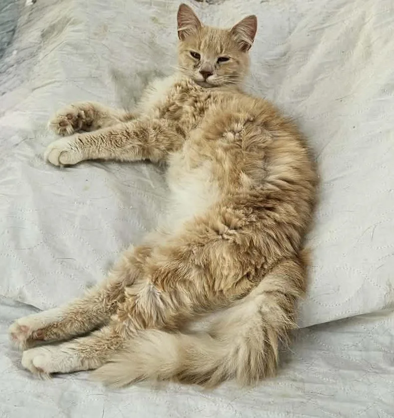 Claudio